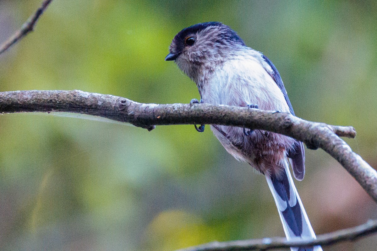 Long-tailed Tit (europaeus Group) - ML611435415