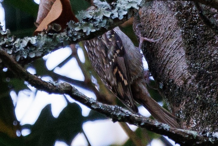 Short-toed Treecreeper - ML611435423