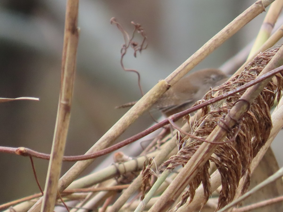 House Wren - Edward Raynor