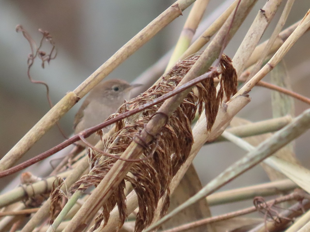 Northern House Wren - Edward Raynor