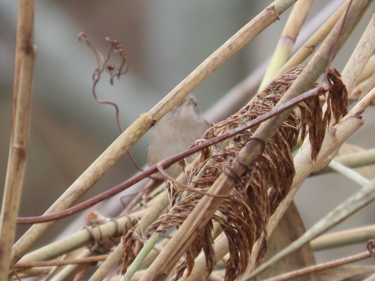 Northern House Wren - ML611435463