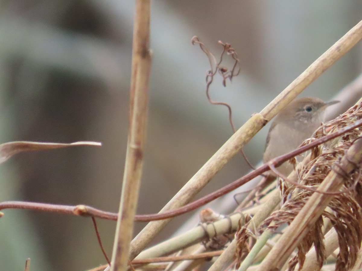 Northern House Wren - ML611435464