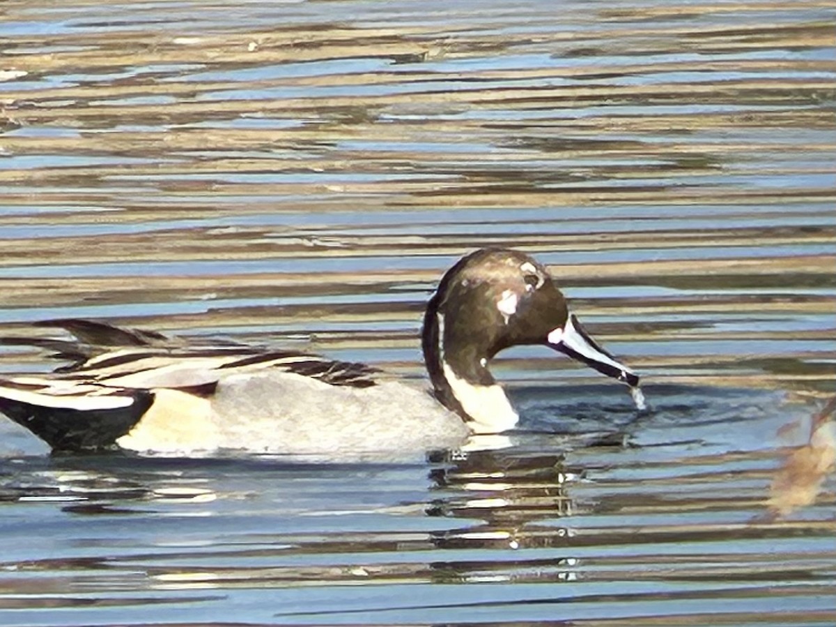 Northern Pintail - Riley Morris