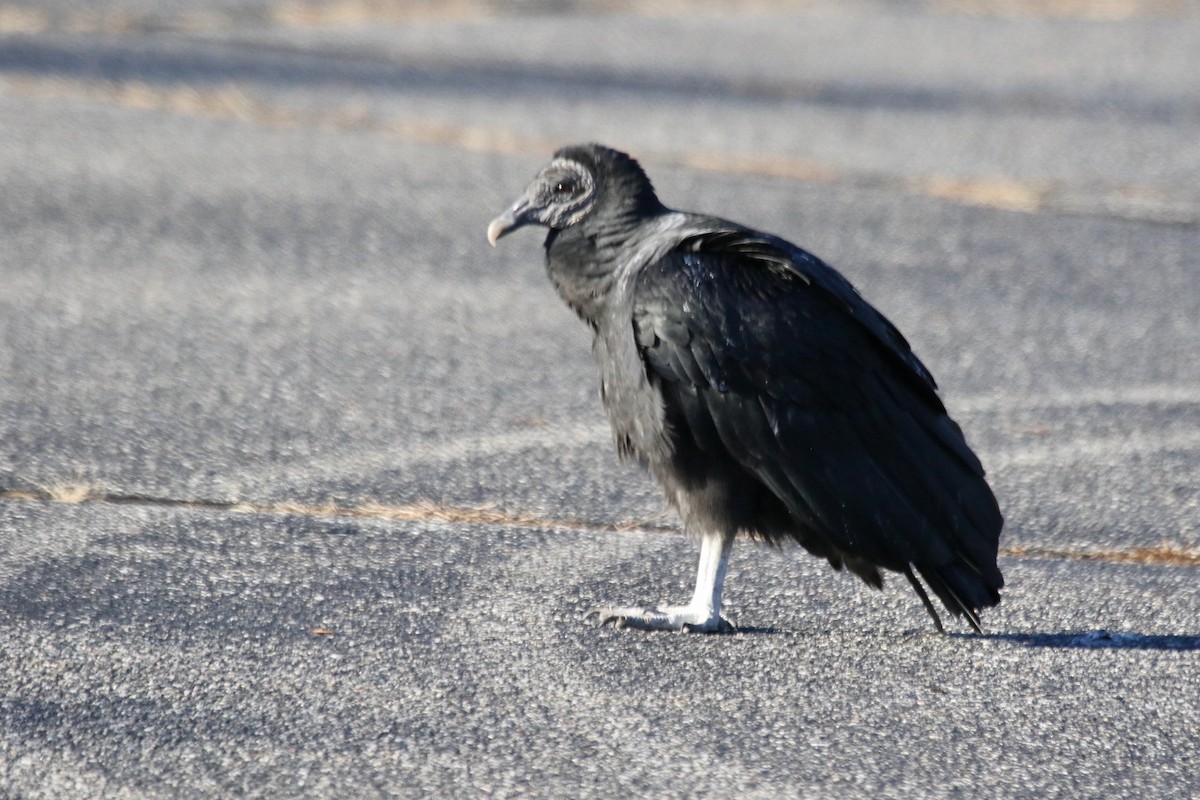 Black Vulture - ML611435594