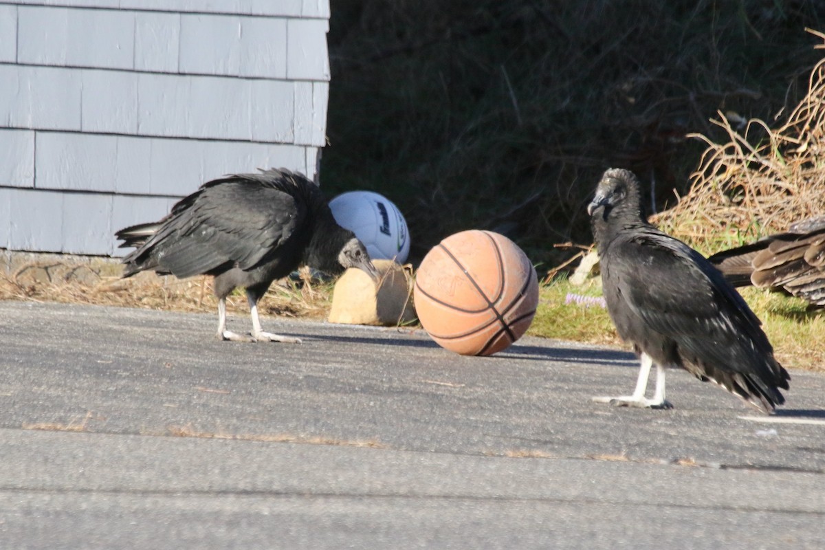 Black Vulture - ML611435605