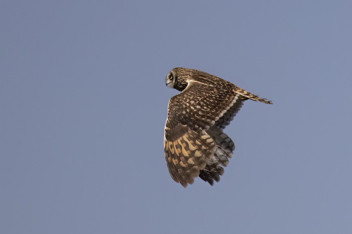 Short-eared Owl - ML611435627