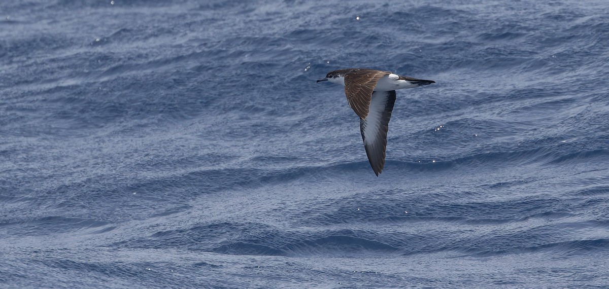 Boyd's Shearwater - ML611435644