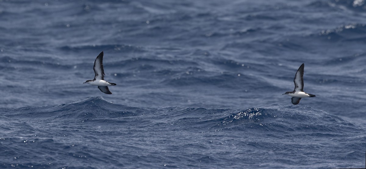 Boyd's Shearwater - ML611435652