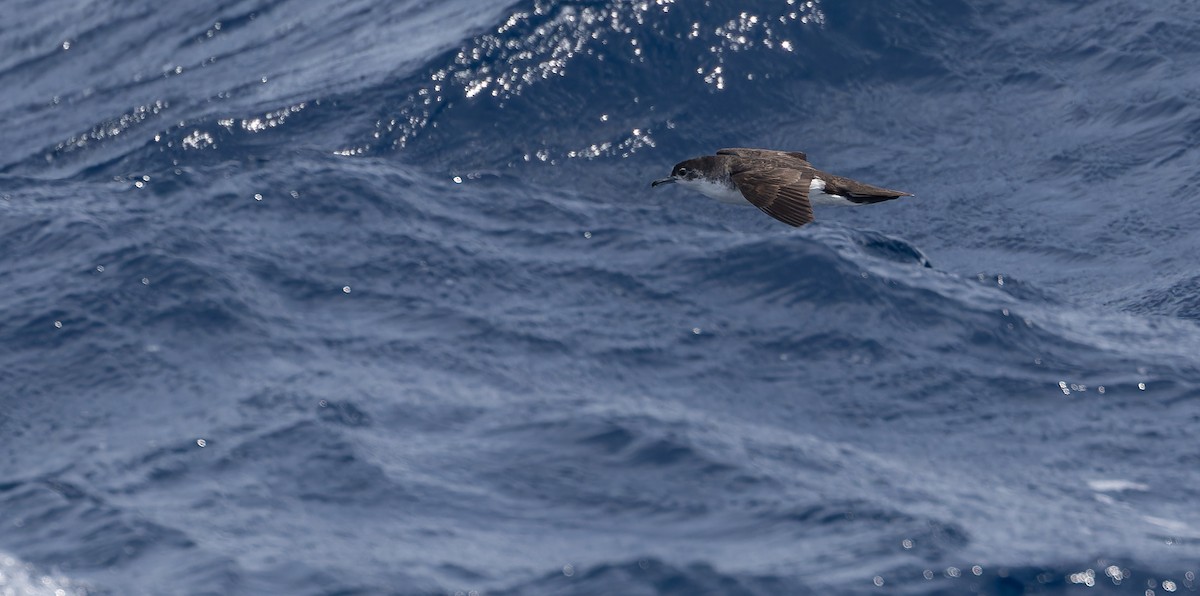 Boyd's Shearwater - Friedemann Arndt