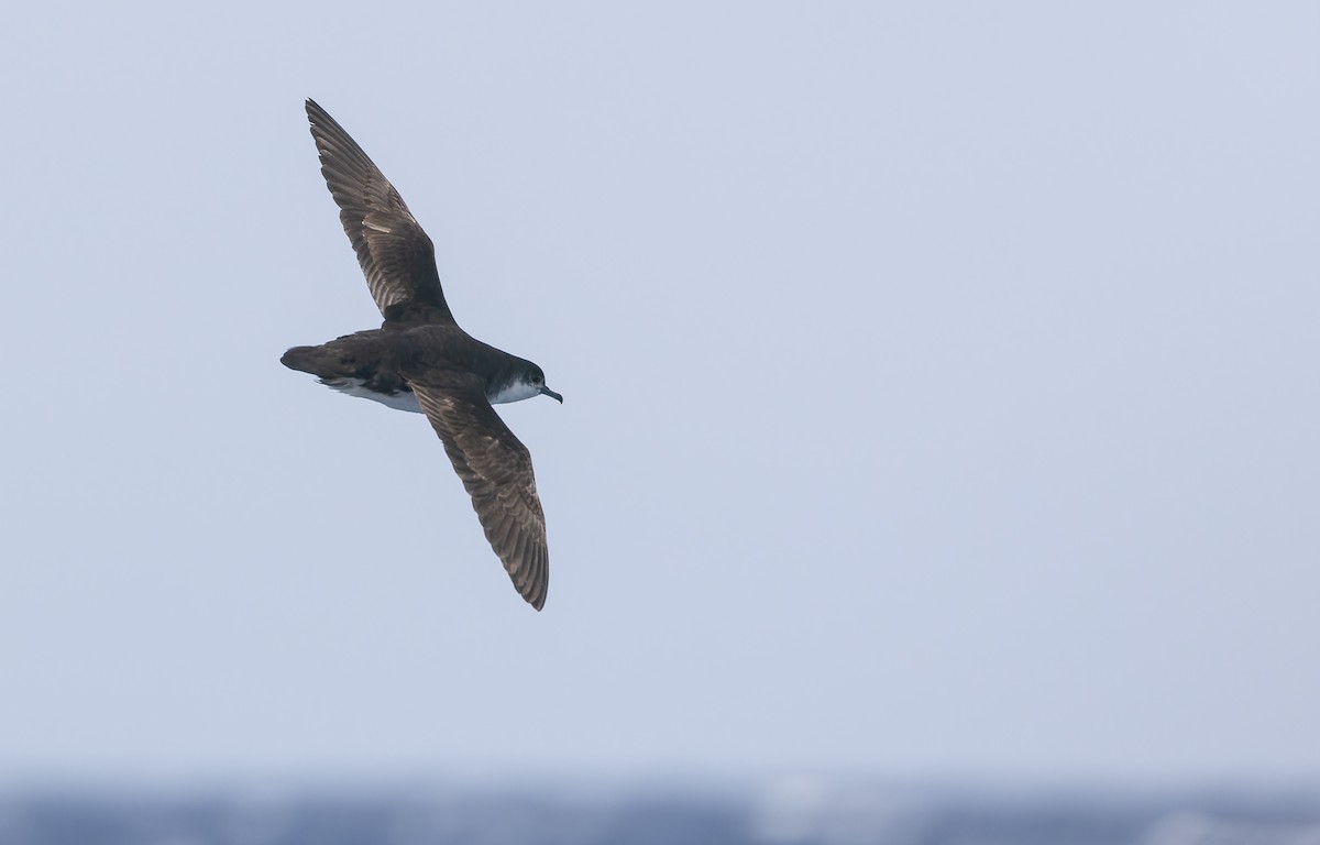 Pardela Chica de Cabo Verde - ML611435673