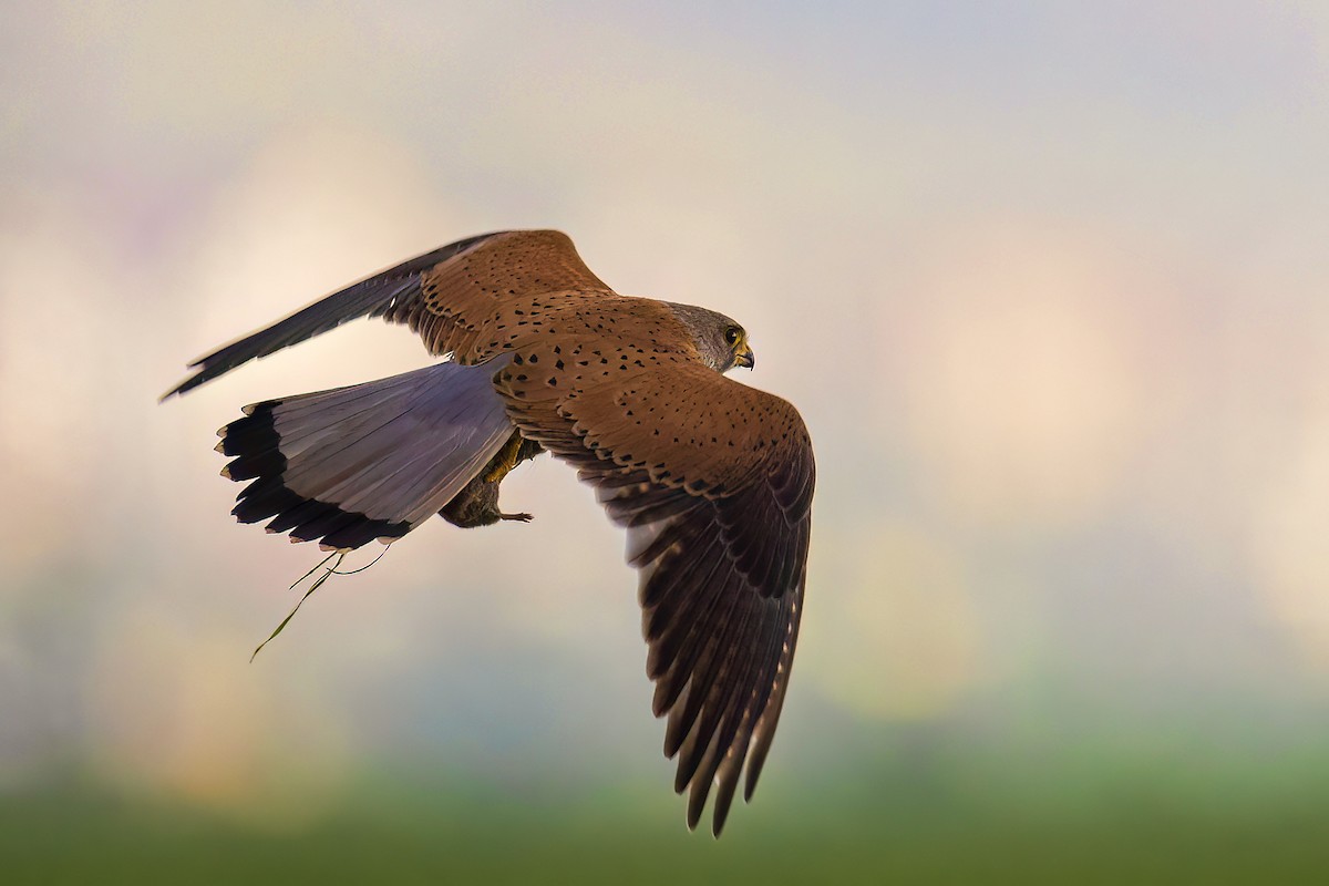 Eurasian Kestrel - ML611435675