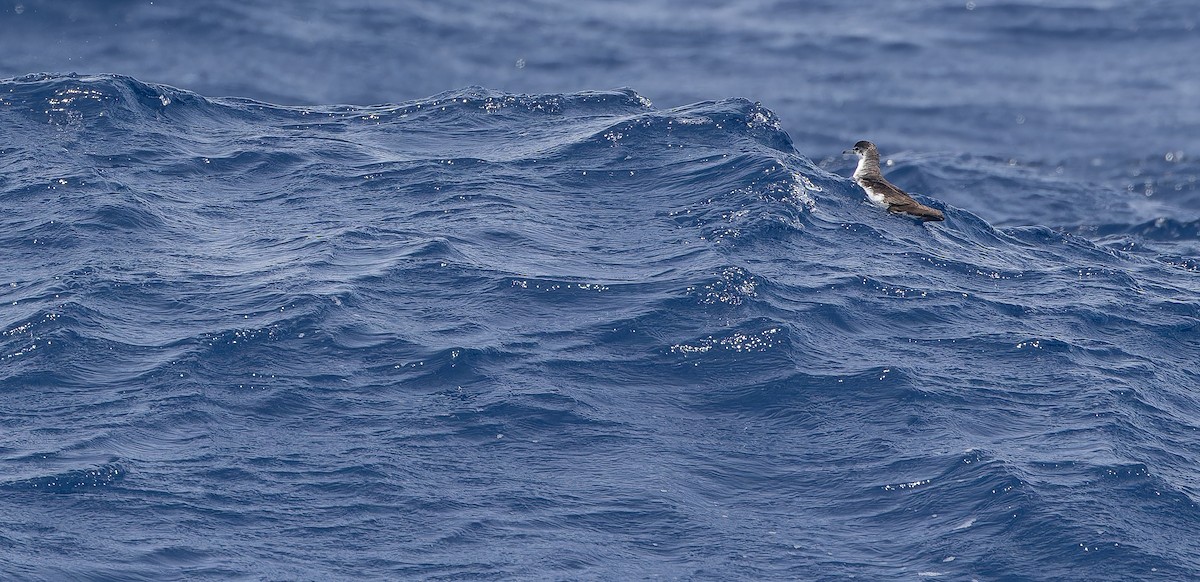 Boyd's Shearwater - ML611435676