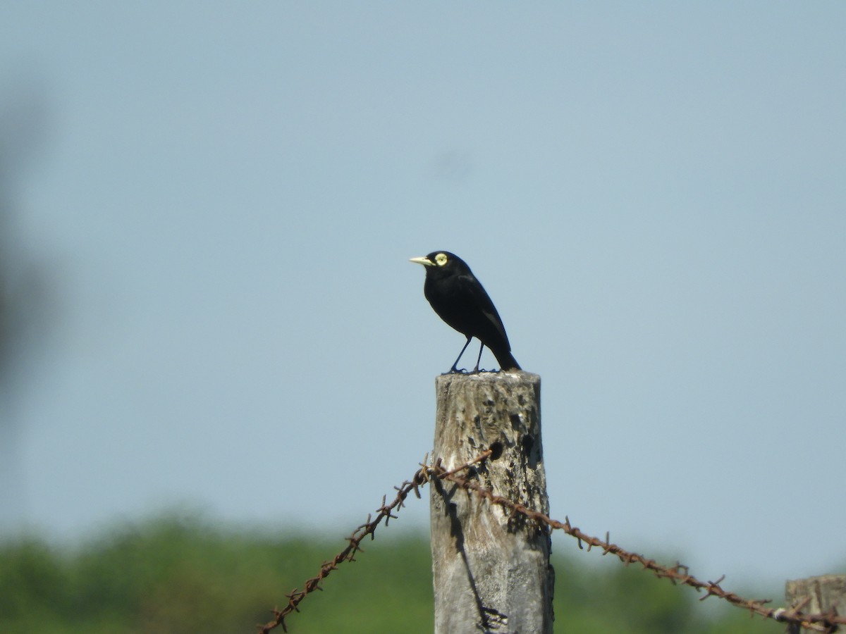 Spectacled Tyrant - ML611435687