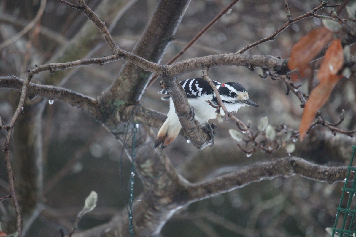 Hairy Woodpecker - ML611435874