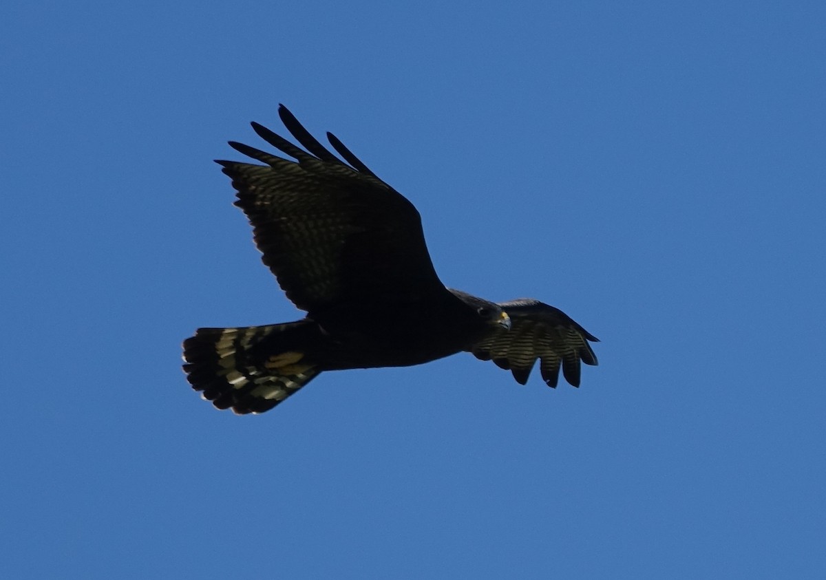 Zone-tailed Hawk - ML611435996