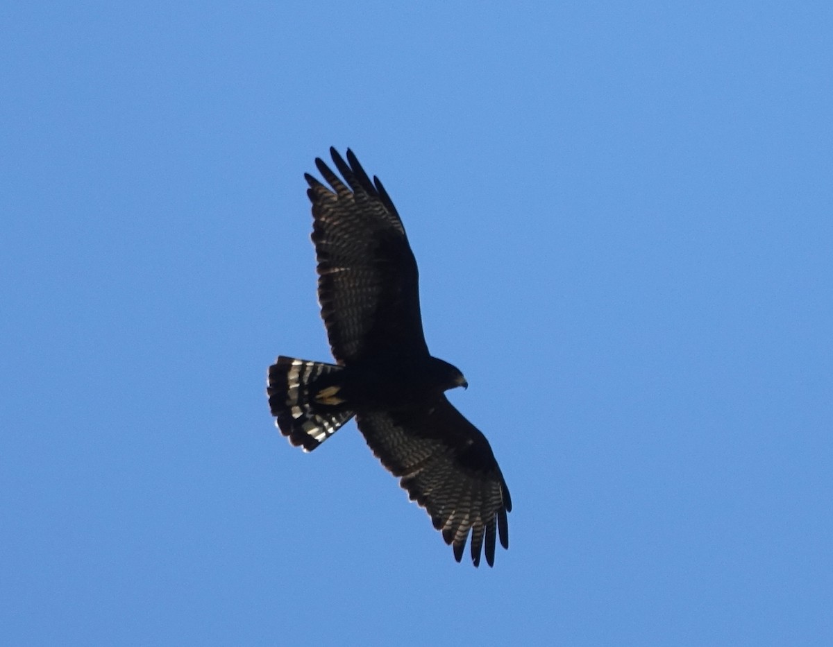 Zone-tailed Hawk - ML611435998