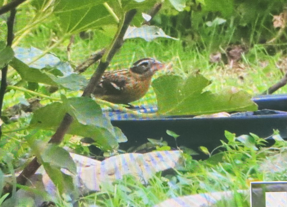 Black-headed Grosbeak - ML611436028