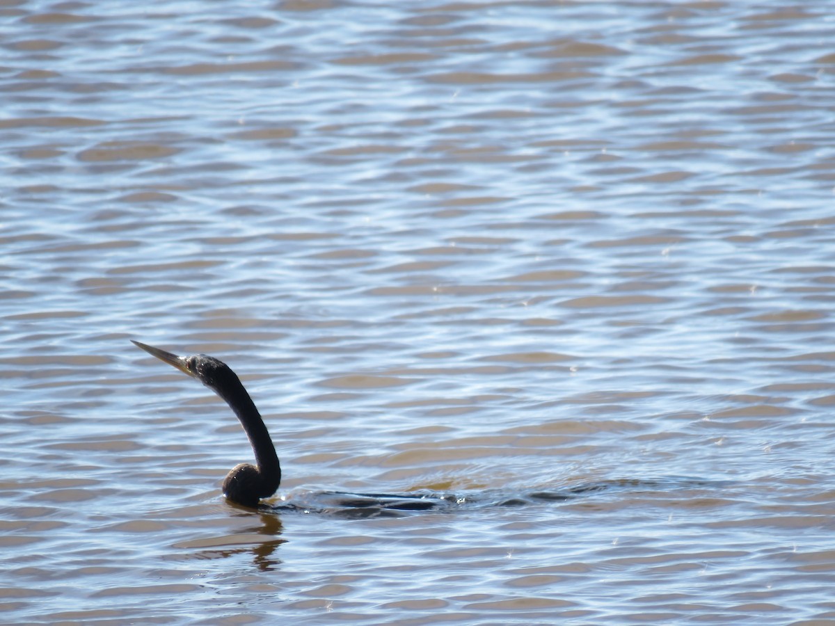 Anhinga Americana - ML611436035