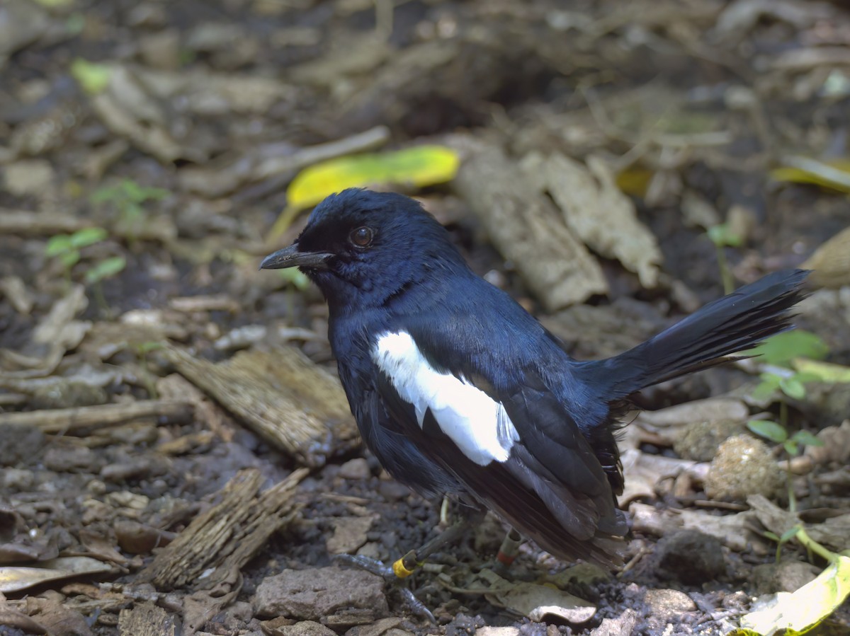 Seychelles Magpie-Robin - Olivier Coucelos