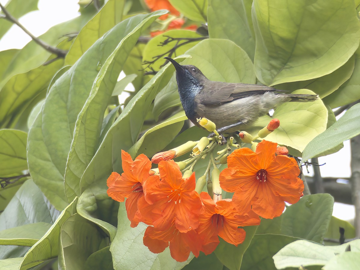 Seychelles Sunbird - ML611436201