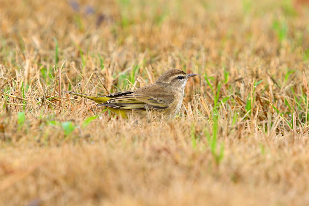 Paruline à couronne rousse - ML611436246