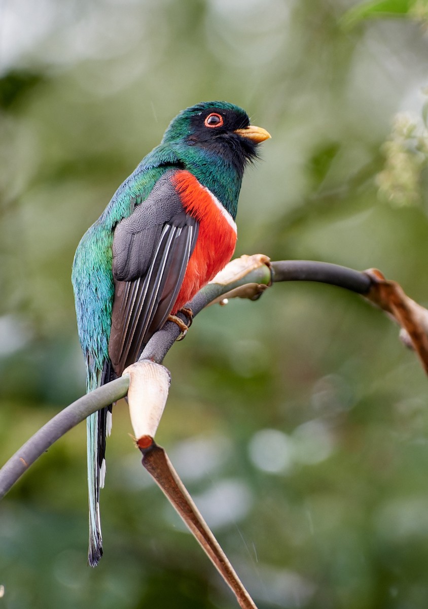 Masked Trogon - ML611436284