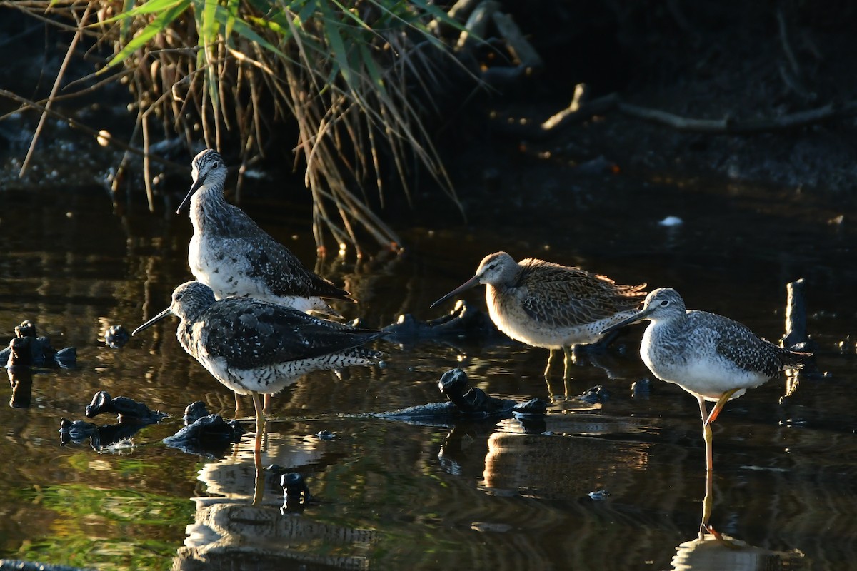 Short-billed Dowitcher - ML611436342