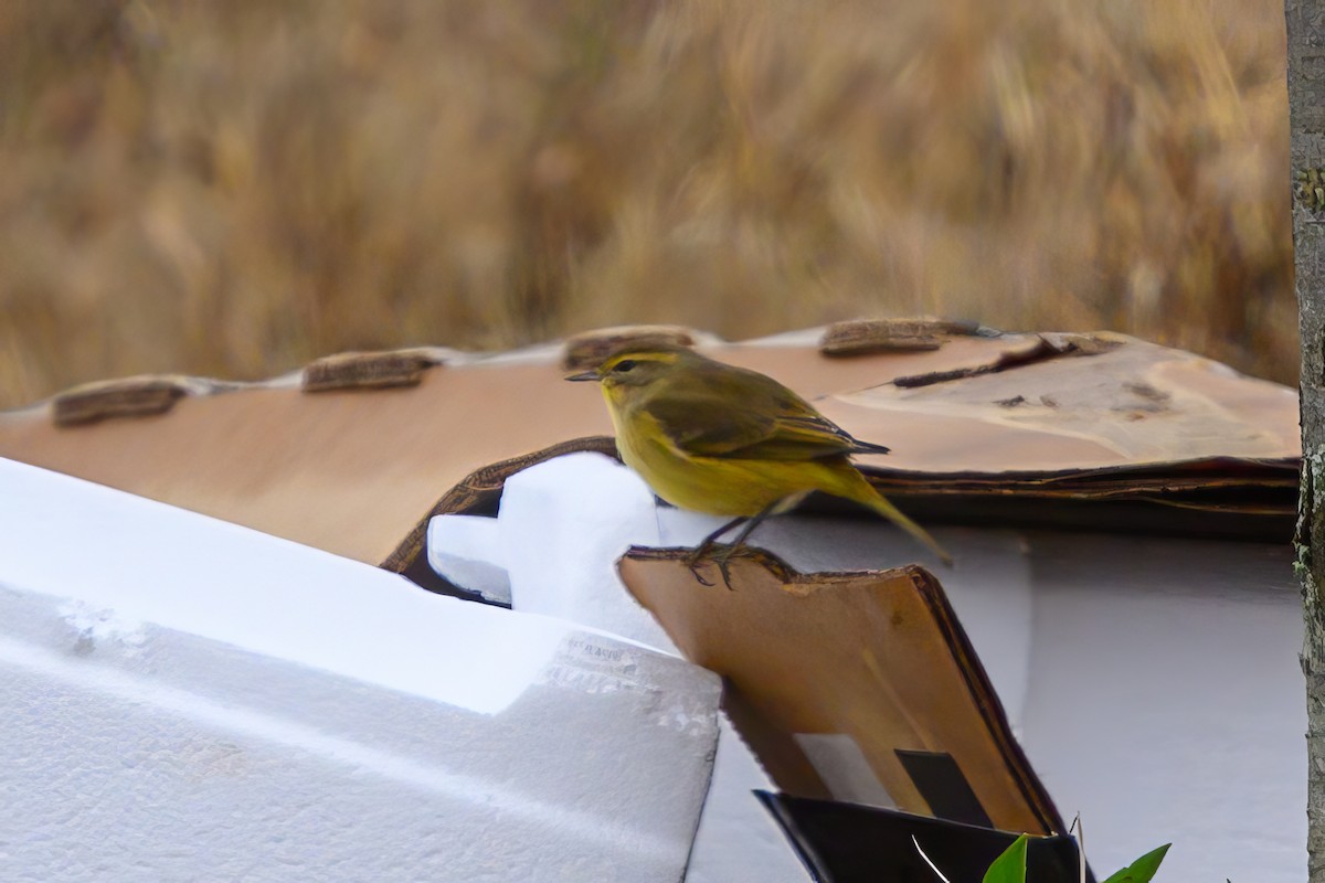 Palm Warbler (Yellow) - ML611436408