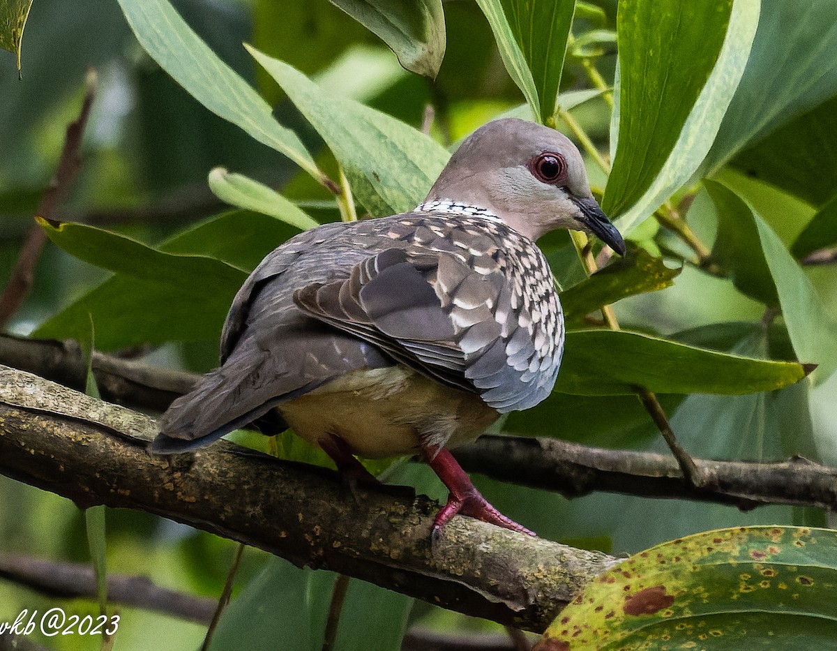 Spotted Dove - ML611436425