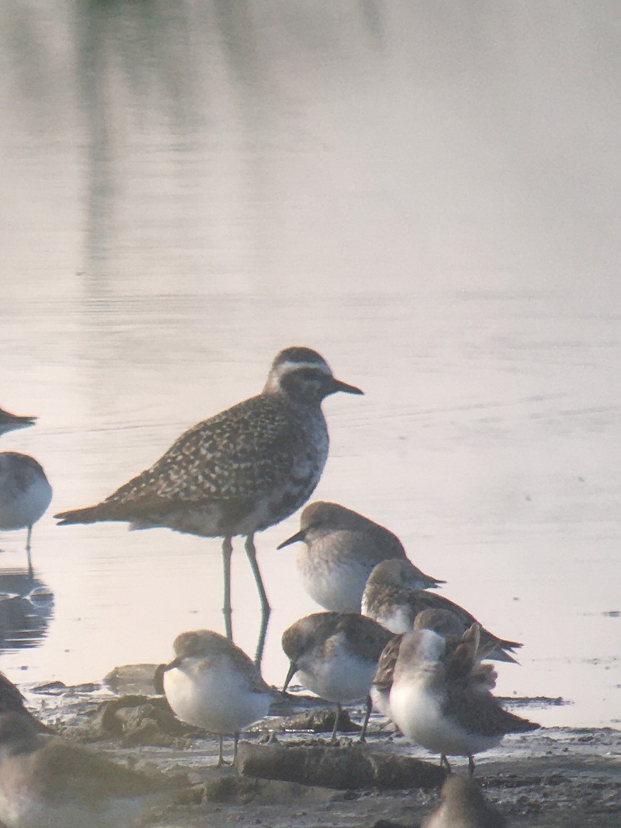 American Golden-Plover - ML611436438