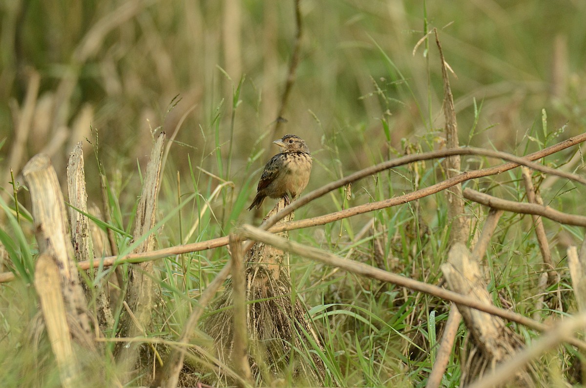 Bengal Bushlark - ML611436475