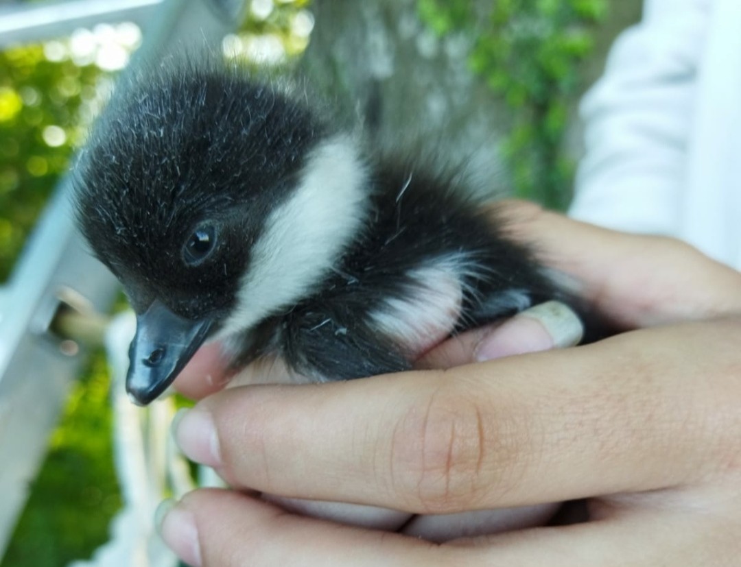 鵲鴨 - ML611436507