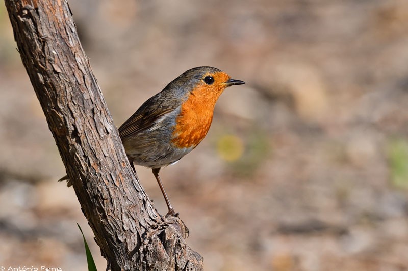 European Robin - António Pena