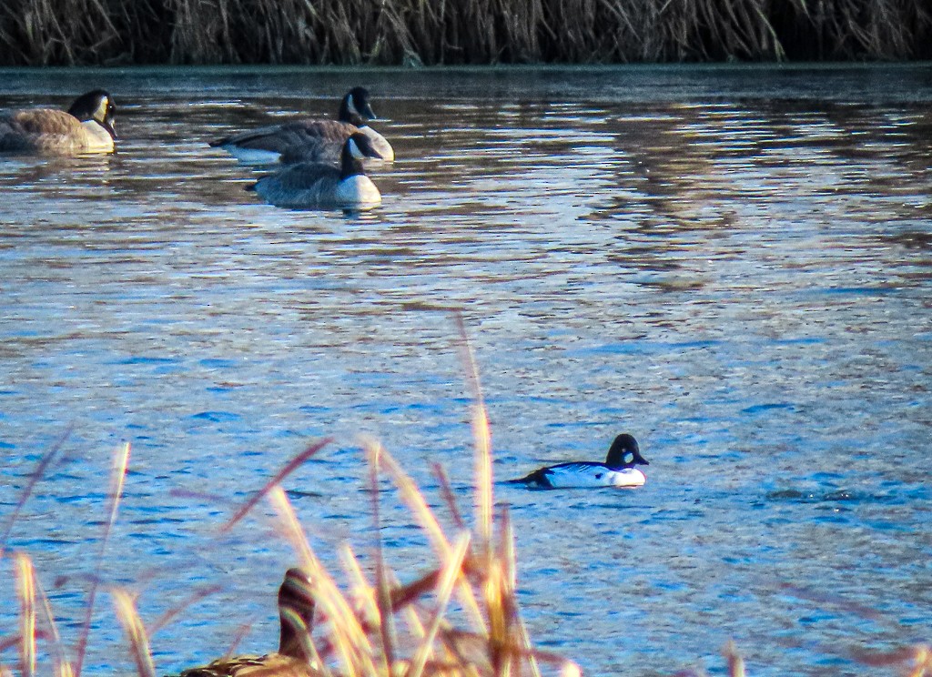 Common Goldeneye - ML611436584