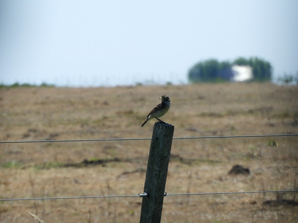 Spectacled Tyrant - ML611436619