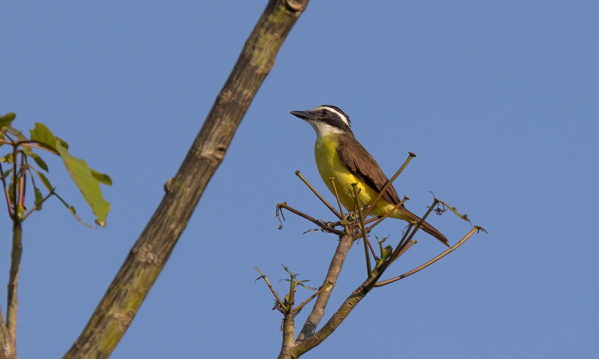 Great Kiskadee - Paul Fenwick