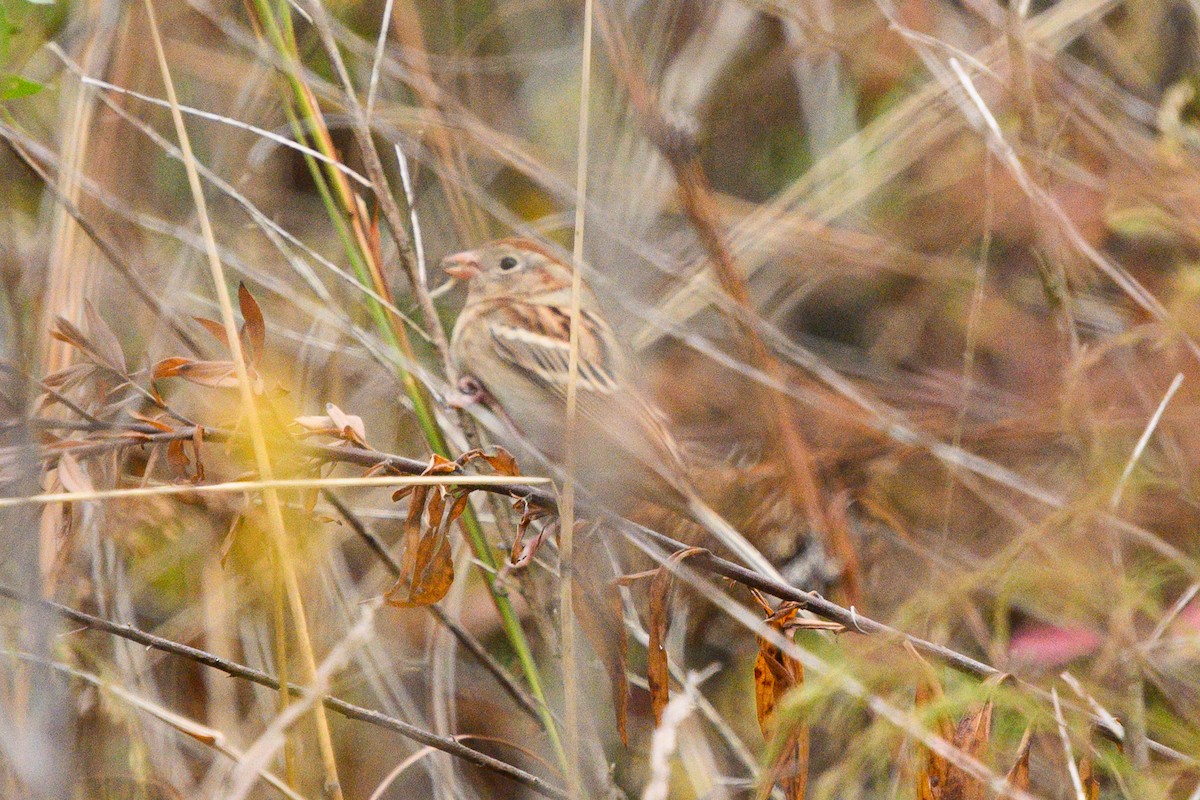 Field Sparrow - ML611436702