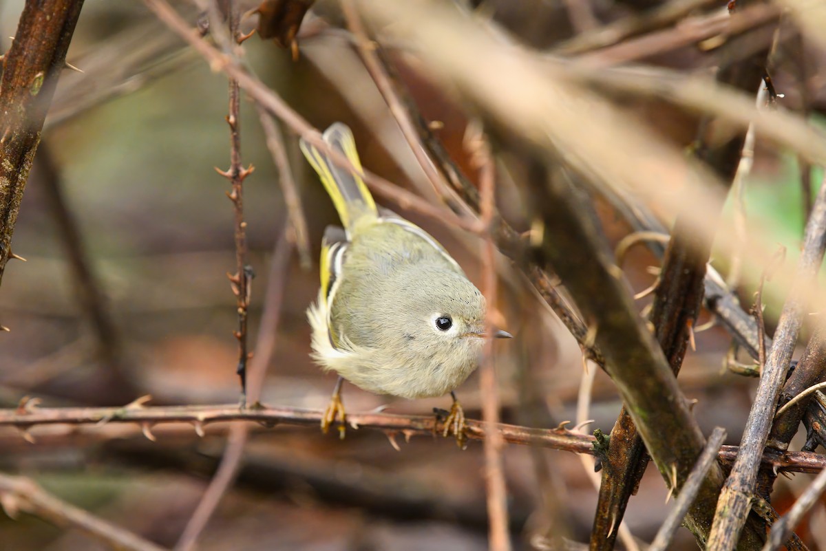 Ruby-crowned Kinglet - ML611436712