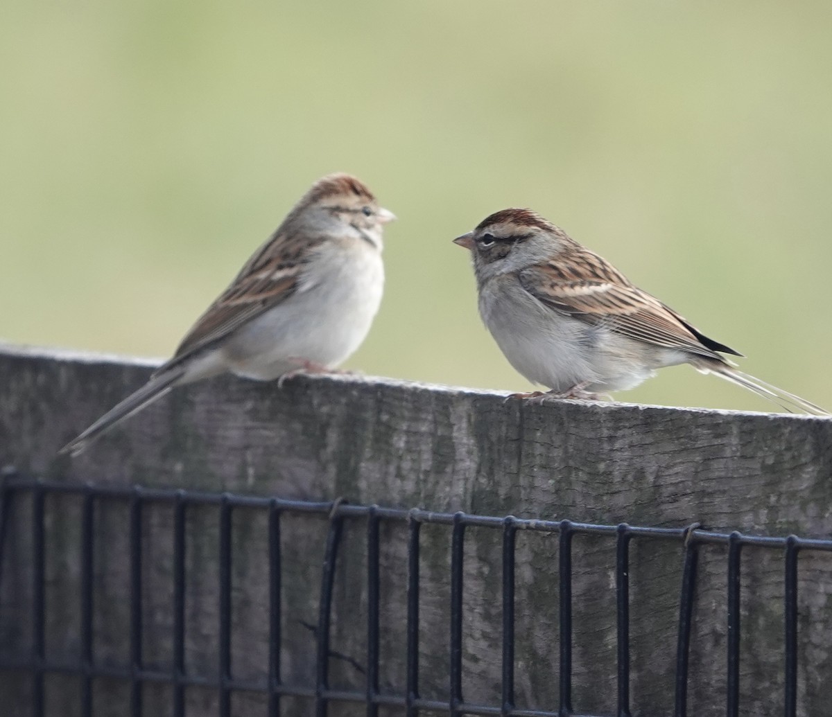 Chipping Sparrow - ML611436733