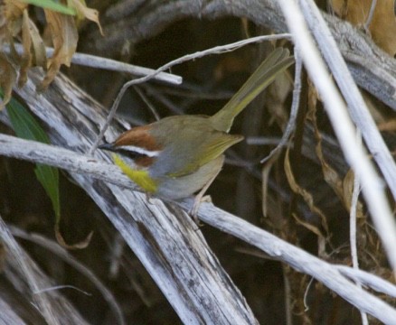 Rufous-capped Warbler - ML611436794