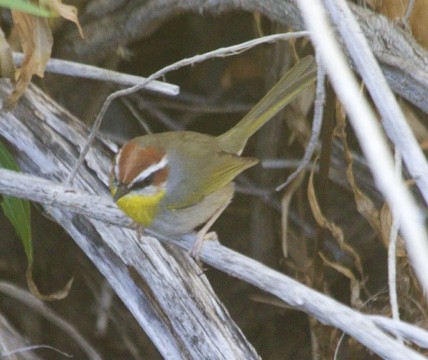Rufous-capped Warbler - ML611436800