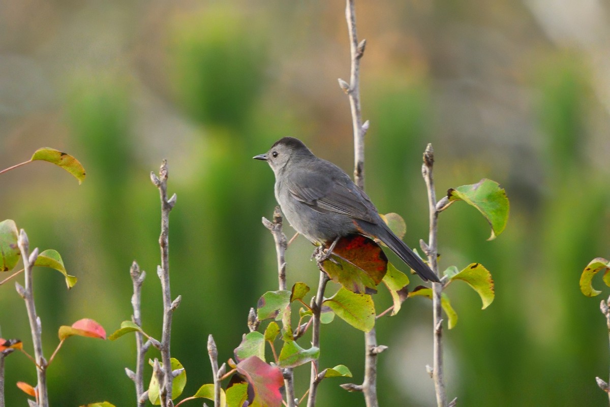 Gray Catbird - ML611436823