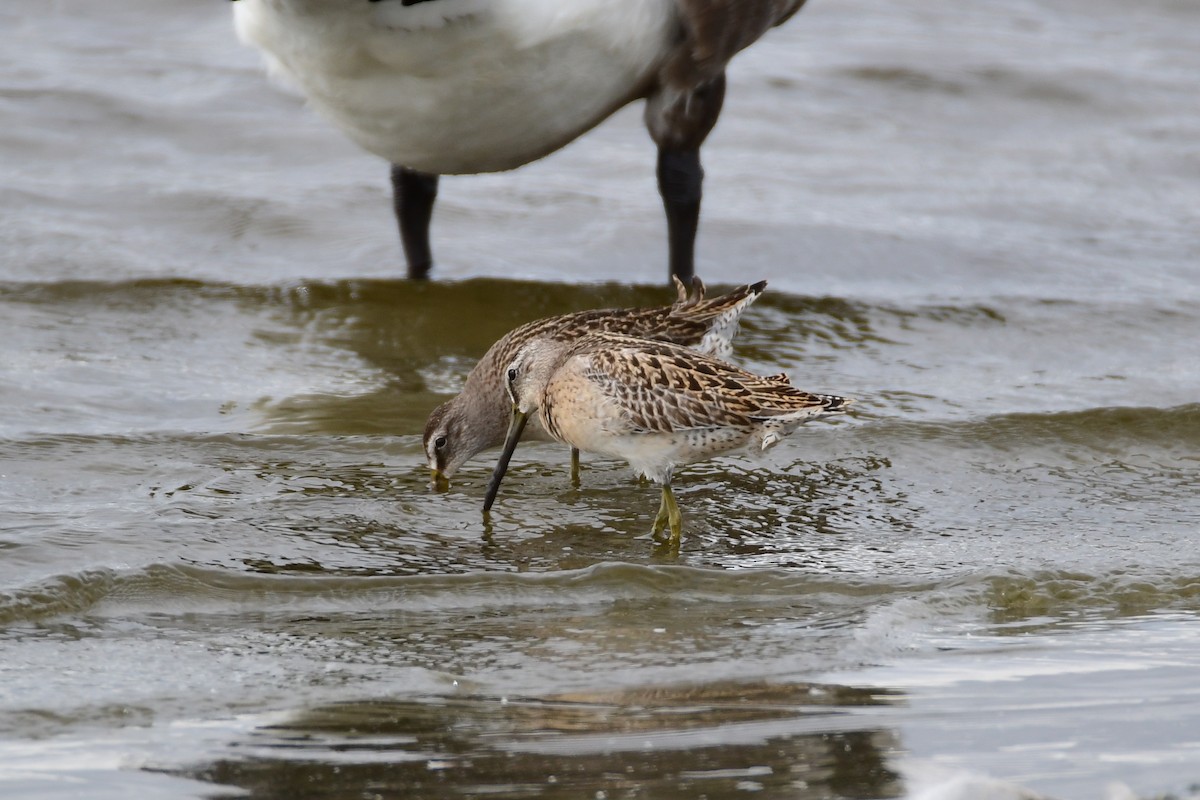 Short-billed Dowitcher - ML611436825