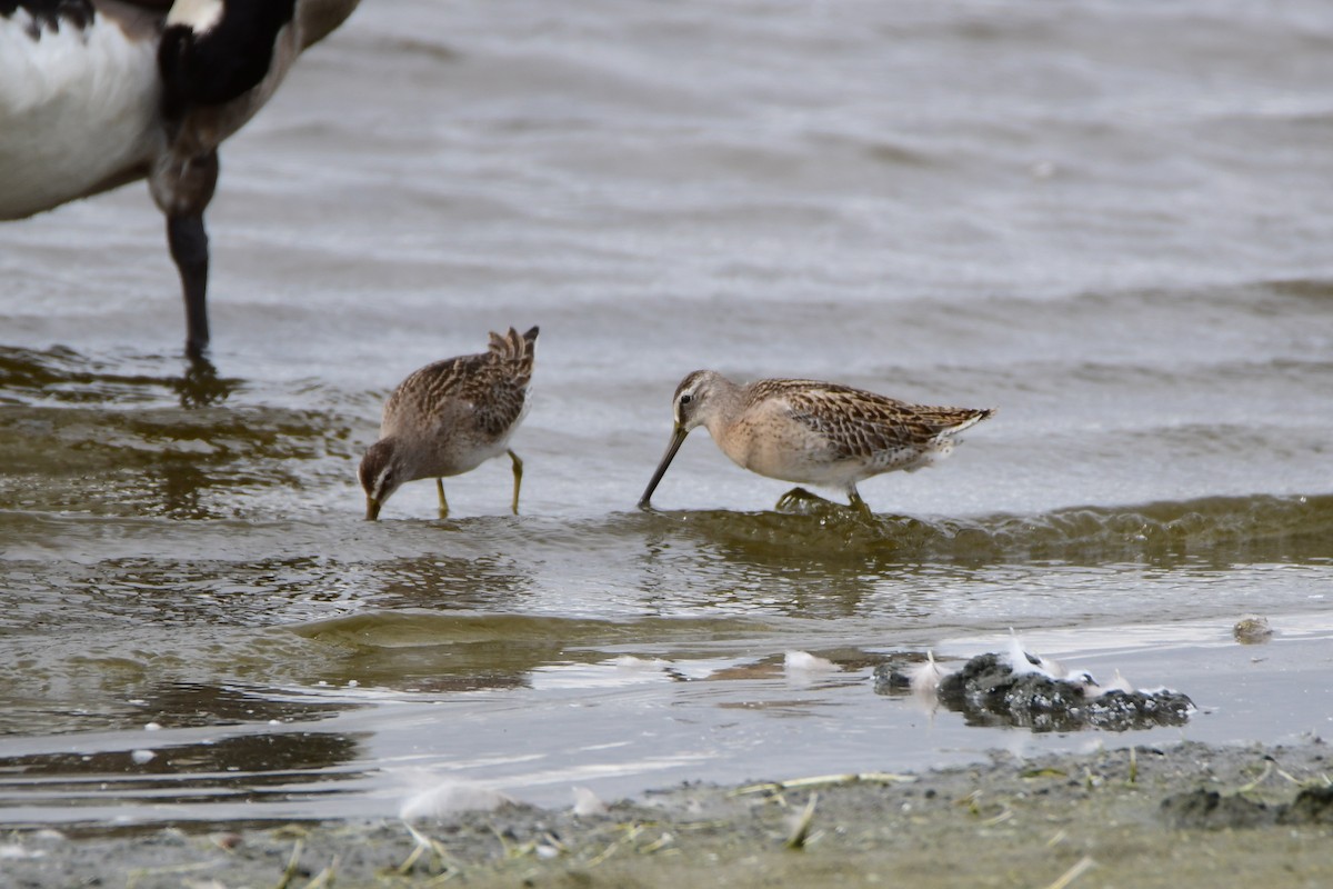 Short-billed Dowitcher - ML611436827