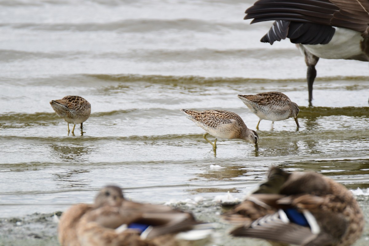 Short-billed Dowitcher - ML611436828