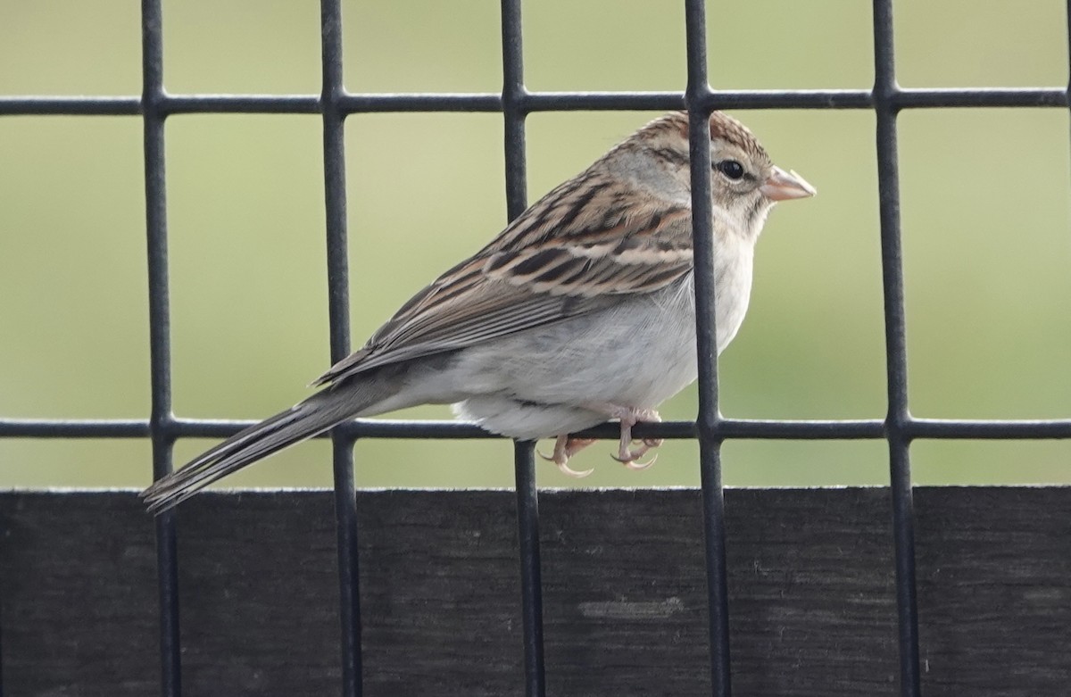 Chipping Sparrow - ML611436864