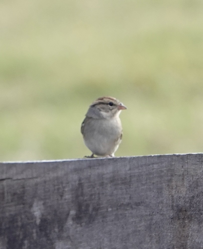 Chipping Sparrow - ML611436865