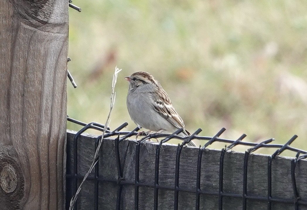 Chipping Sparrow - ML611436866