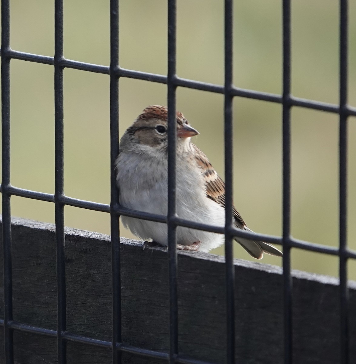 Chipping Sparrow - ML611436867