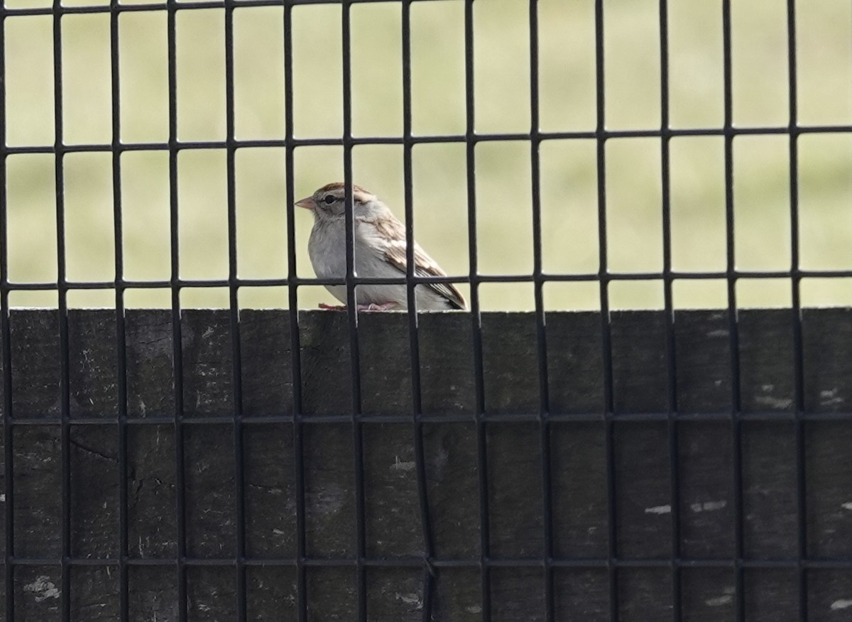 Chipping Sparrow - ML611436868
